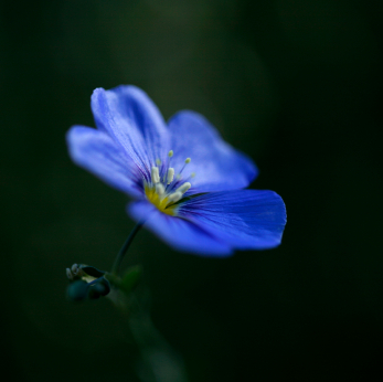 http://sibbia.files.wordpress.com/2007/06/small-blue-flower.jpg